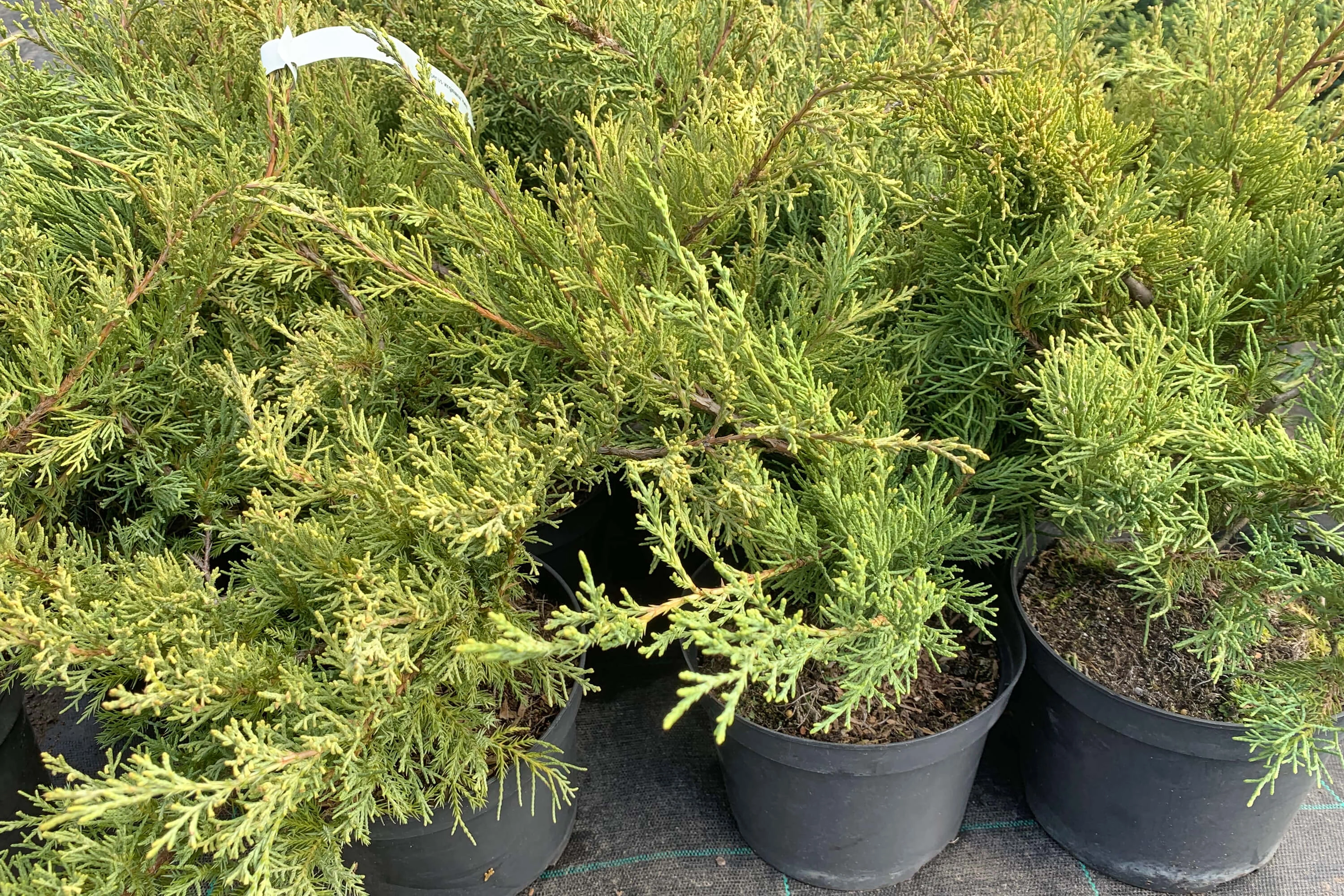 Juniperus virginiana Hetz variegata. Можжевельник Хетц Вариегата. Можжевельник виргинский Хетц v2 Lav.