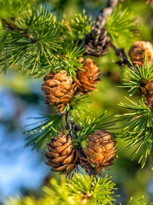 Лиственница европейская