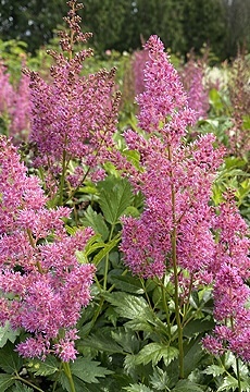 Астильба Арендса 'Gloria Purpurea'