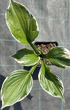 Хоста 'Blue Flame'