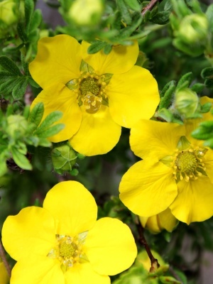 Лапчатка кустарниковая 'Goldfinger'