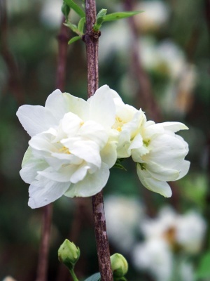 Чубушник венечный 'Schneesturm'