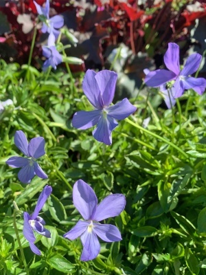 Фиалка рогатая 'Boughton Blue'