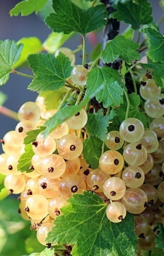 Смородина красная 'Версальская Белая'