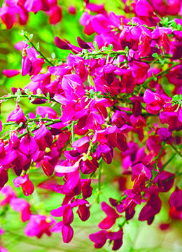 Ракитник венечный 'Boskoop Ruby'