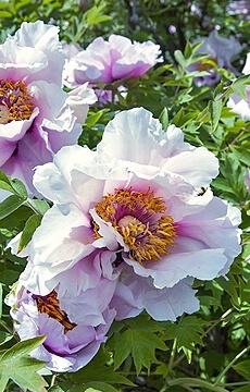 Пион Ито-гибрид 'Cora Louise'