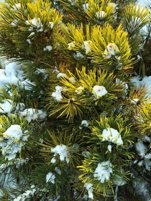 Сосна горная 'Carsten's Wintergold'