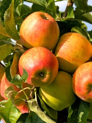 Яблоня 'Услада'