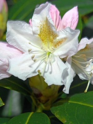 Рододендрон кавказский 'Cunningham's White'