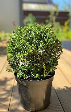 Самшит вечнозеленый