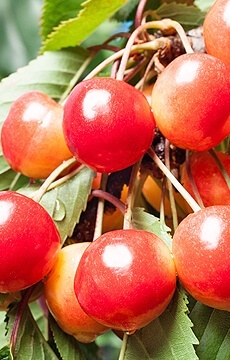 Черешня 'Орловская розовая'