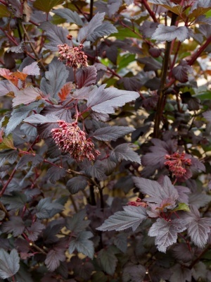 Пузыреплодник калинолистный 'Little Devil'