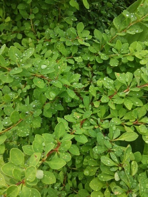 Барбарис Тунберга 'Green Carpet'