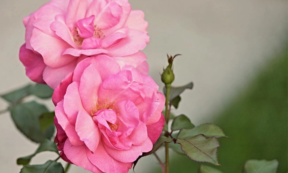 Роза плетистая 'Rosarium Uetersen' - саженцы из питомника Алексеевская Дубрава