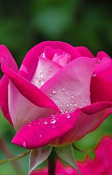 Роза чайно-гибридная 'Acapella'