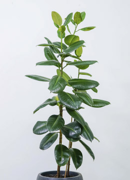 Фикус каучуконосный