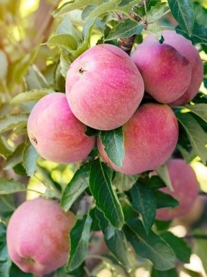 Яблоня 'Боровинка'