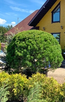 Сосна горная №04 Шар