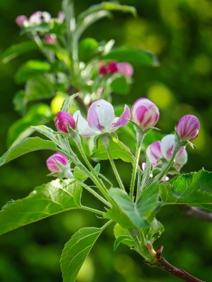 Яблоня декоративная 'Red Sentinel'