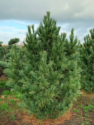 Сосна кедровая европейская