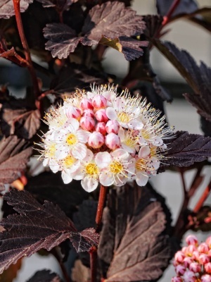 Пузыреплодник калинолистный 'Diabolo'