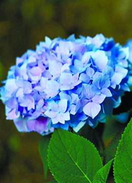Гортензия крупнолистная 'Endless Summer blue'