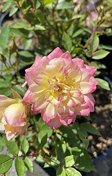 Роза почвопокровная 'Tricolor Fairy'
