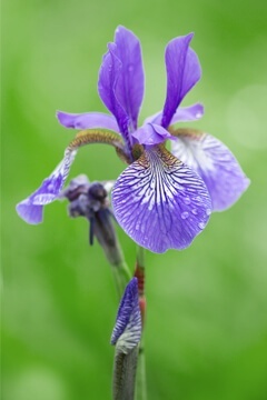 Ирис сибирский 'Blue King'