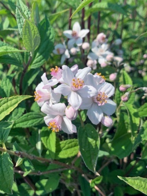 Дейция гибридная 'Mont Rose'