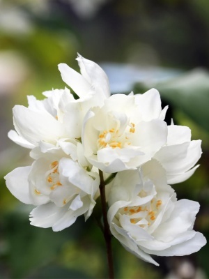 Чубушник Лемуана 'Dame Blanche'