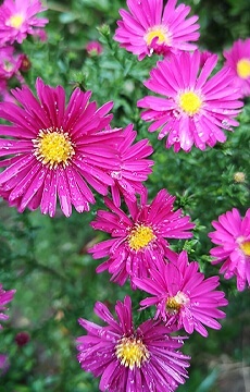 Астра виргинская 'Winston Churchill'