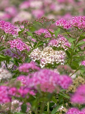 Спирея японская 'Shirobana ('Genpei')