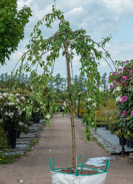 Яблоня сахалинская 'Pendula'