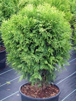 Туя западная 'Globosa'