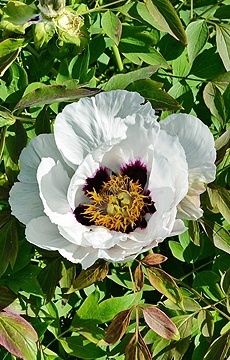 Пион Ито-гибрид 'Pastel Splendour'