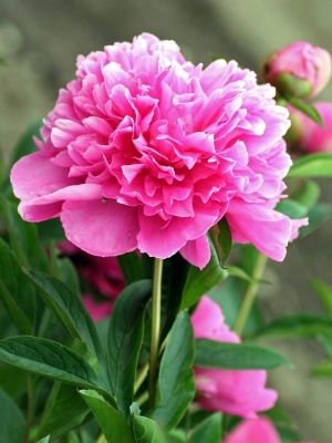 Пион травянистый 'Rosea Plena'