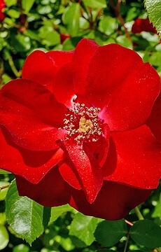 Роза парковая 'Robusta'