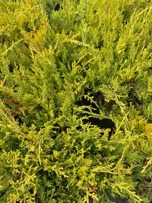 Можжевельник средний 'Gold Coast'