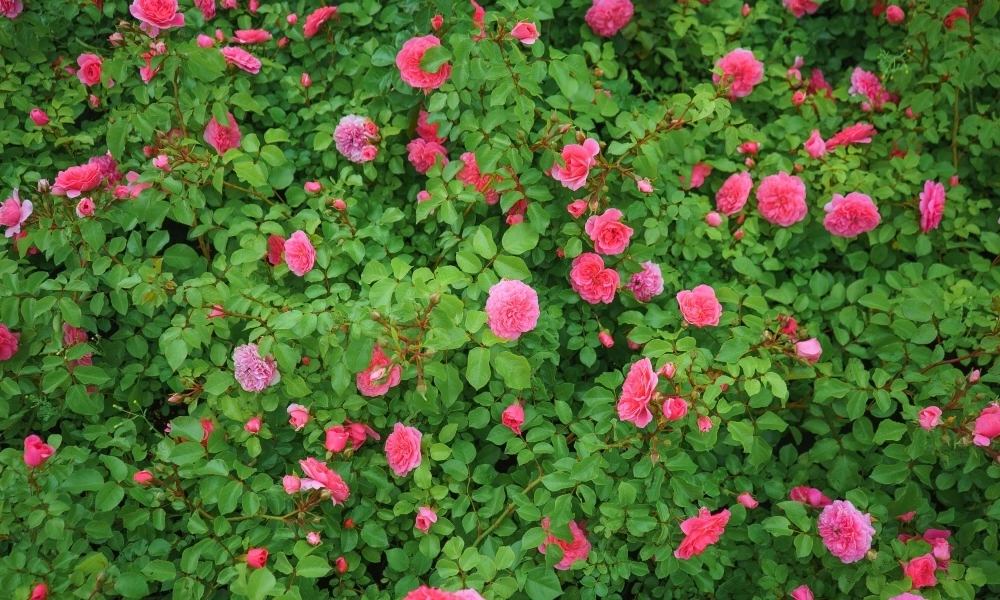 Роза почвопокровная 'Pink Swany' - продажа саженцев из питомника