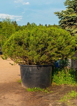 Сосна горная 'Mughus' №44 Ниваки