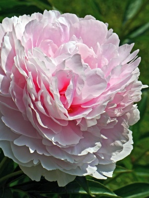 Пион травянистый 'Cornelia Shaylor'