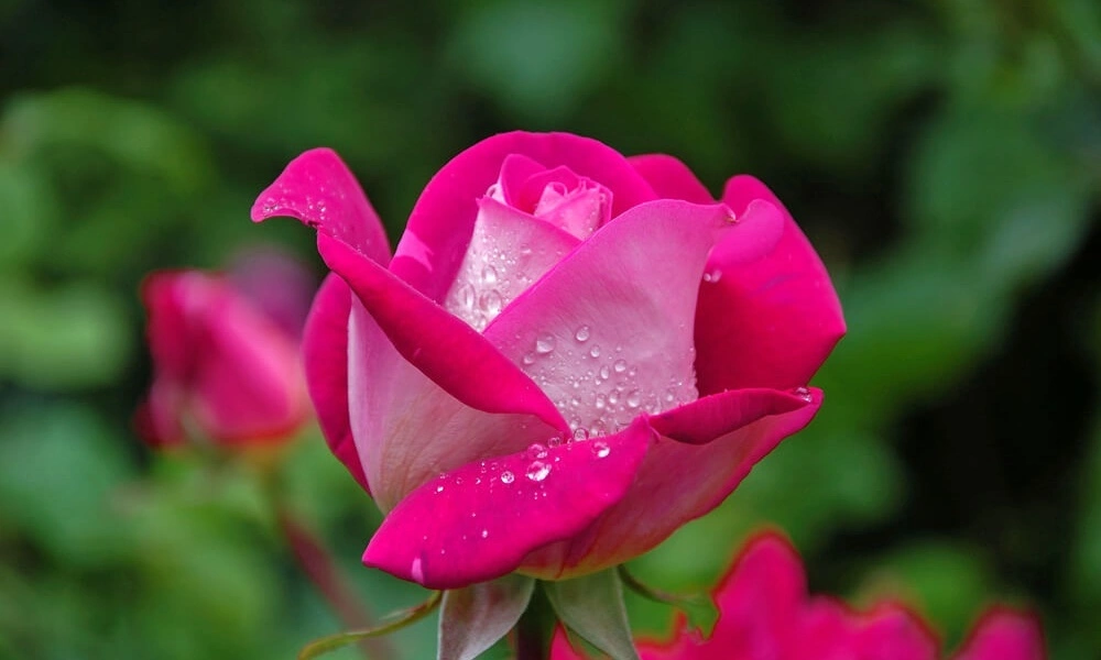 Роза чайно-гибридная 'Acapella' фото саженцев