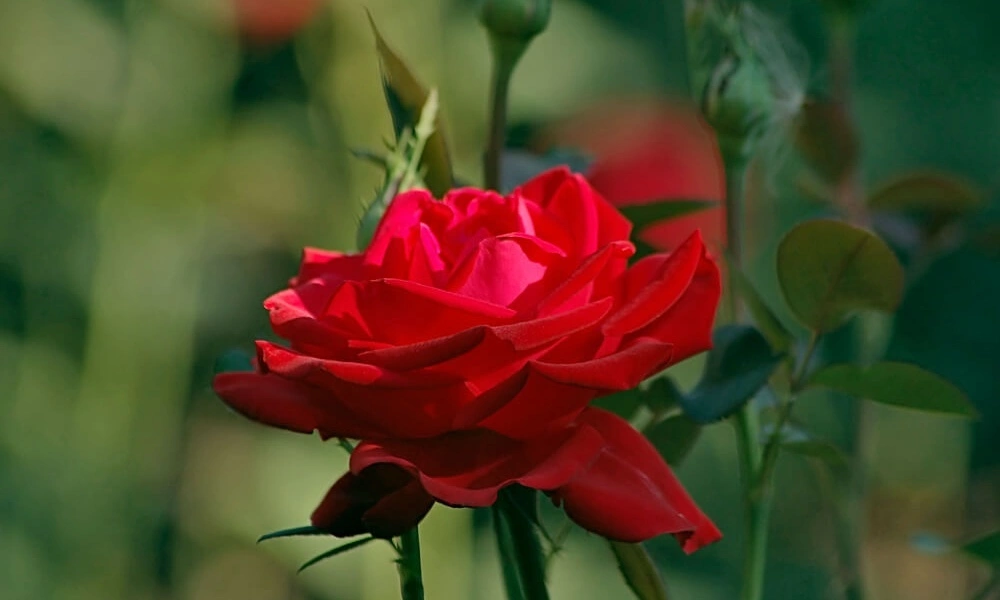 Роза чайно-гибридная 'Helmut Kohl' фото саженцев