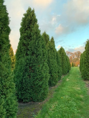 Туя западная 'Columna'
