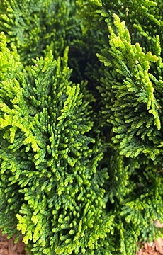 Кипарисовик туполистный 'Nana Gracilis'