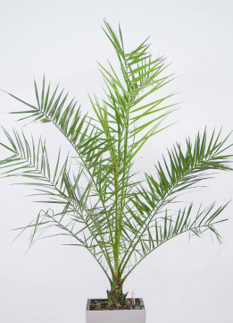 Финик канарский