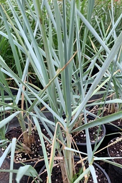 Колосняк песчаный