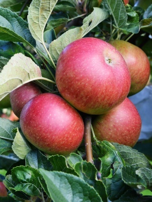 Яблоня 'Уэлси'