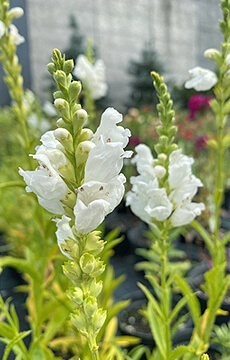 Физостегия виргинская 'Alba'