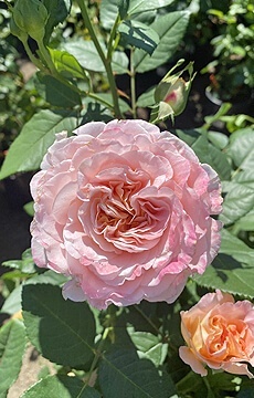 Роза чайно-гибридная 'Augusta Luise'
